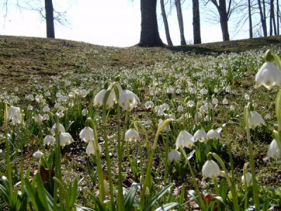 Bledule jarní -  Leucojum vernum v dolním parku