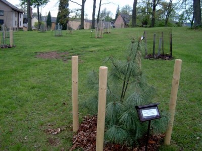 Borovice himalájská Pinus wallichiana ´Griffithii´