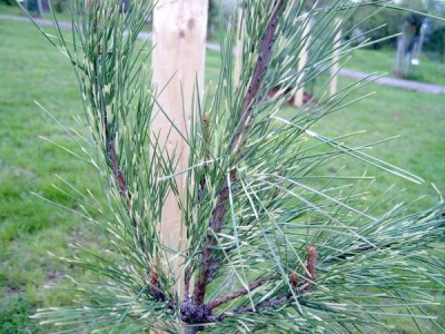 Borovice hustokvětá - pestré jehlice Pinus densiflora ´Oculus draconis´ 2005