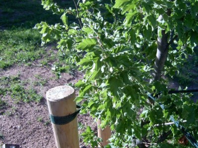 Buk lesní - Fagus sylvatica ´Quercifolia´  2005