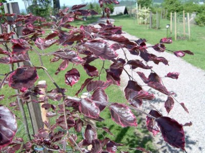 Buk lesní Fagus sylvatica  ´Roseomarginata´ 2005