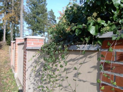 Břečťan popínavý - Hedera helix na zdi zahrady
