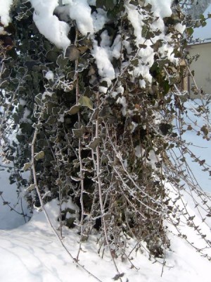 Břečťan popínavý - Hedera helix 2006