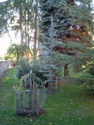 Cedr (Cedrus) - skupina v zámeckém areálu, 2004