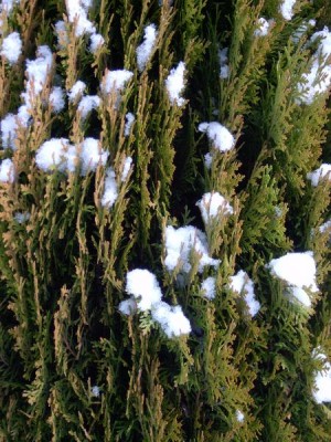 Cypřišek Lawsonův -Chamaecyparis lawsoniana ´Alumii´   v zimě