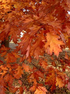 Dub bahenní - Quercus palustris ,  podzim 2005