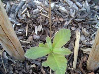 Dub dvoubarevný - Quercus bicolor, semenáček po výsadbě 2005