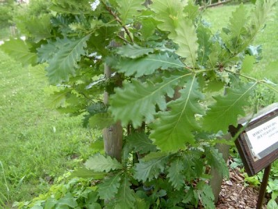 Dub velkokvětý - Quercus macranthera, 2005