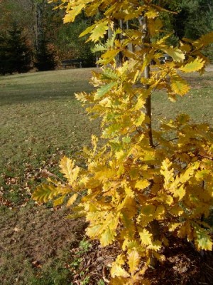 Dub velkokvětý - Quercus macranthera, podzim 2005
