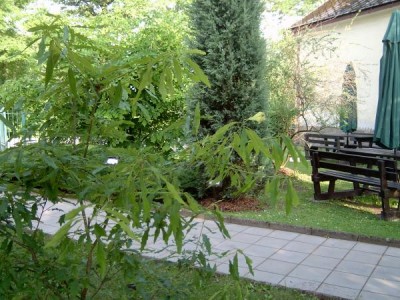 Dub zimní, celokrajný list - Quercus petraea ´Mespilifolia´ 2004