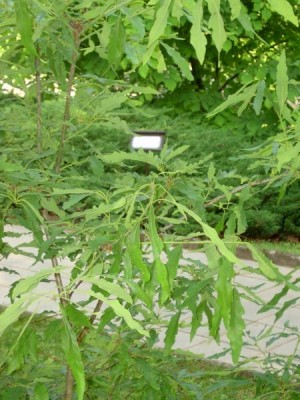 Dub zimní, celokrajný list - Quercus petraea ´Mespilifolia´ 2004