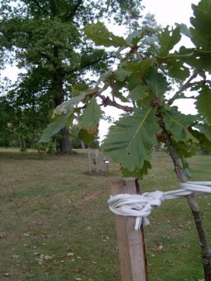 Dub zubatý - císařský, Quercus dentata 2005