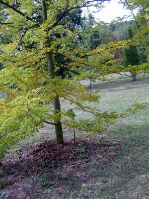 Dřezovec trojtrnný - beztrnná, pestrolistá forma,  Gleditsia triacanthos ´Sunburst´