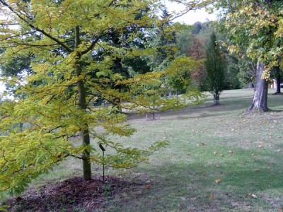Dřezovec trojtrnný - beztrnná, pestrolistá forma, Gleditsia triacanthos ´Sunburst´ 2005