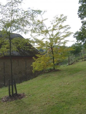 Dřezovec trojtrnný - Gleditsia triacanthos - ze skupinky v horním parku,  2005