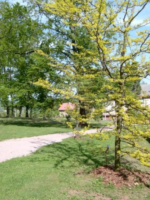 Dřezovec trojtrnný - beztrnná, pestrolistá forma, Gleditsia triacanthos ´Sunburst´ 2005