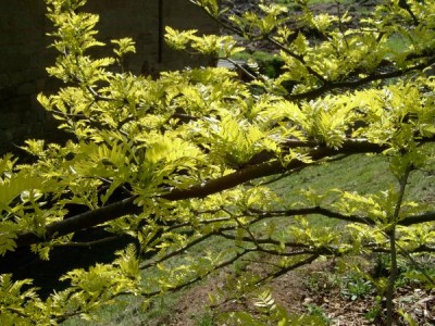 Dřezovec trojtrnný - beztrnná, pestrolistá forma, Gleditsia triacanthos ´Sunburst´ 2005
