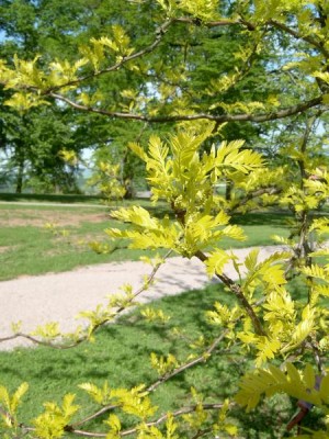 Dřezovec trojtrnný -beztrnná, pestrolistá forma, Gleditsia triacanthos ´Sunburst´