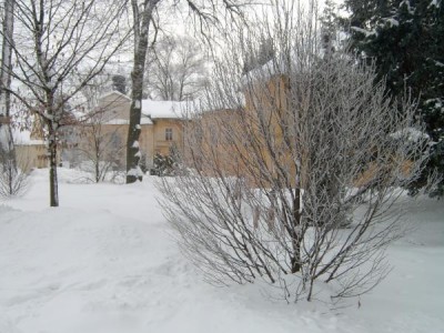 Habr obecný - sloupovitý, Carpinus betulus ´Fastigiata´ 2006