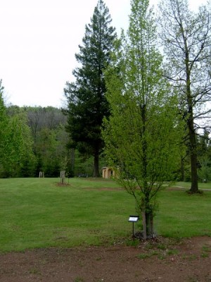 Habr obecný - sloupovitý -Carpinus betulus ´Fastigiata´  v horním parku, 2005