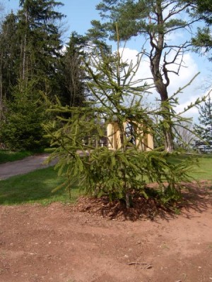 Hadí smrk, Picea abies  ´Viminalis´,2005