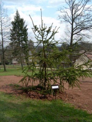 Hadí smrk, Picea abies  ´Viminalis´,2005