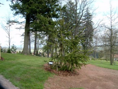 Hadí smrk, Picea abies  ´Viminalis´,2005