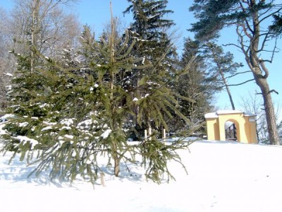 Hadí smrk Picea abies  ´Viminalis´