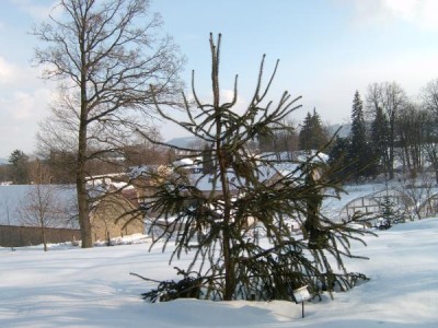 Hadí smrk - Picea abies  ´Viminalis´,  zima 2004