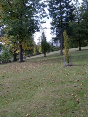 Horní zámecký park, 2005