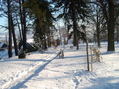Horní zámecký park, zima 2006, Jinan dvoulaločný - Ginkgo biloba   po přesazení