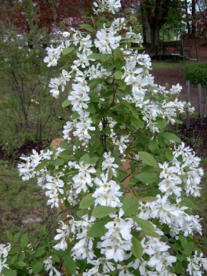 Hroznovec  (Exochorda) v květu, 2005