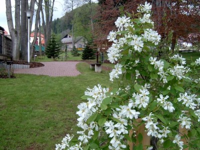 Hroznovec (Exochorda) v květu, 2005