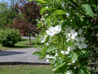 Hroznovec (Exochorda), 2005