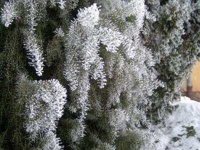Jalovec tuhý - Juniperus rigida  v zimě 2006