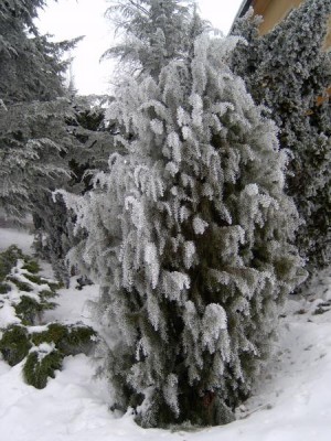 Jalovec tuhý - Juniperus rigida v zimě 2006