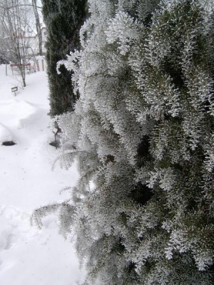 Jalovec tuhý - Juniperus rigida v zimě 2006