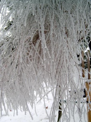 Janovec metlatý - Cytisus scoparius v zimě 2006