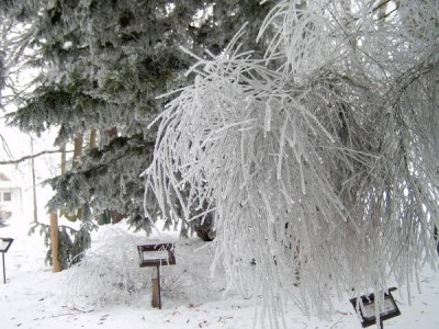 Janovec metlatý - Cytisus scoparius v zimě 2006 (před okusem, zničen)