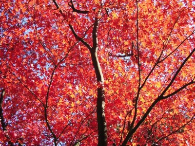 Javor dlanitolistý - stříhanolistá pestrolistá forma, Acer palmatum ´Atropurpureum´ 2002