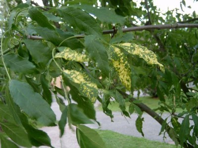 Jasan pennsylvánský - pestrolistý, Fraxinus pennsylvanica ´Acubaefolia´ 2005