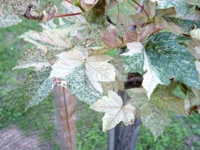 Javor klen - pestrolistý Acer pseudoplatanus ´Leopoldii´  mladý stromek v horním parku 2005