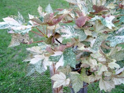 Javor klen - pestrolistý Acer pseudoplatanus ´Leopoldii´  mladý stromek v horním parku 2005