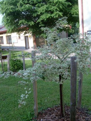 Javor babyka - pestrolistý, Acer campestre ´Variagatum´, 2004