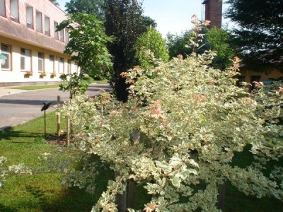 Javor babyka - pestrolistý, Acer campestre ´Variagatum´ 2005