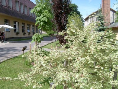 Javor babyka - pestrolistý, Acer campestre ´Variagatum´ 2005