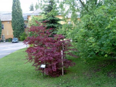 Javor dlanitolistý - pestrolistý, Acer palmatum ´Atropurpureum´ 2004