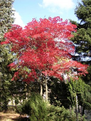 Javor dlanitolistý - stříhanolistá pestrolistá forma, 2002 Acer palmatum ´Atropurpureum´