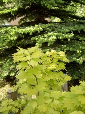 Javor shirasawnův, Acer shirasawanum ´Aureum´ 2005