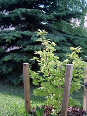 Javor shirasawnův, Acer shirasawanum ´Aureum´ 2004